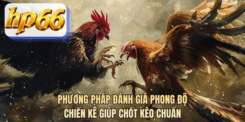 Phương pháp đánh giá phong độ chiến kê giúp chốt kèo chuẩn